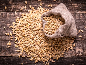 Barley in a bag for pale ale malt