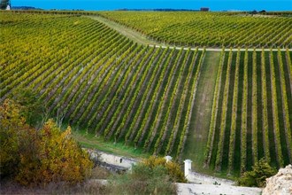 Chinon Wine