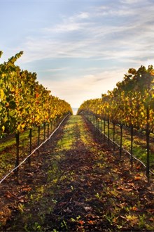 Sonoma