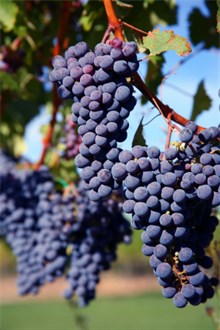 Merlot Grape