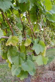 Pinot Gris grape on the vine emerging from between the leaves