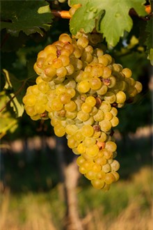 Semillon