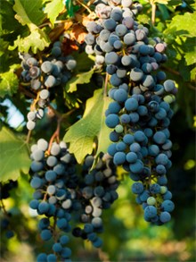 syrah