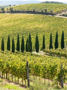 Tuscan Vineyard