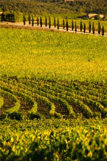 Chianti Vineyard