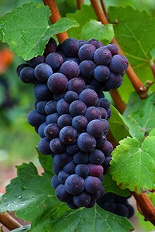  International Pinot Noir Day 