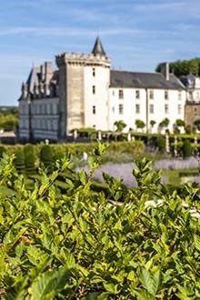 Loire Wines