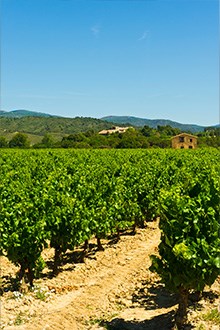  Rex Mundi Wines