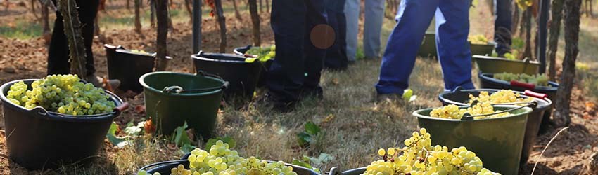 The WinesDirect Awards Eco Champion is announced