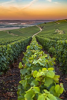 Champagne Vineyards