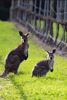 Clare Valley Jim Barry