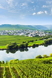 mosel vineyards