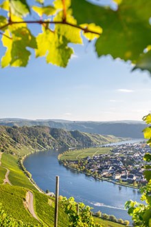Mosel Vineyards