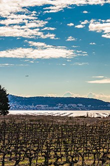 Picpoul Etang du Thau