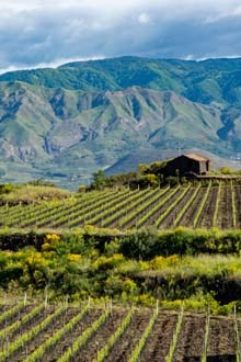 Wine52 Case from Sicily