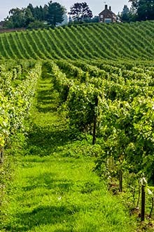 The Boom in English Wines