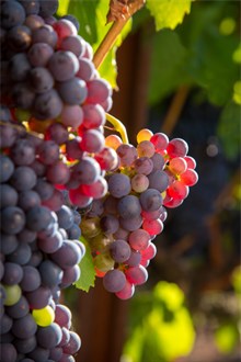 Grenache Wines