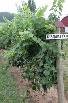 Cabernet Franc
