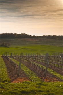 Saumur Wine