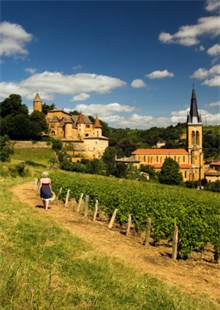 Beaujolais Vineyard