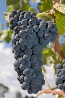 Shiraz Grape on the Vine