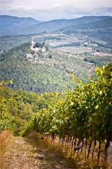 Pinot Grigio Vineyard Hill
