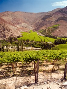 Chilean Vineyard in Elqui Valley