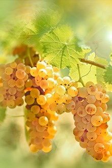  Is Riesling the greatest white grape 
