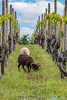 Sustainable Wine making Bordeaux
