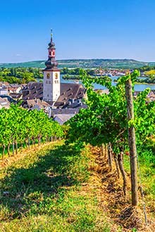 Exploring German Wines