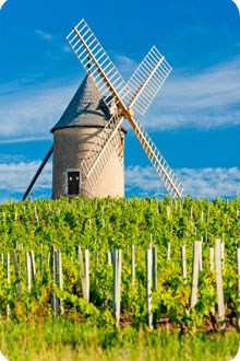 Burgundy vineyard with windmill and blue sky background