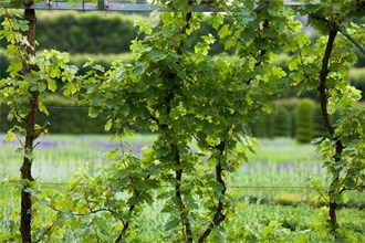 Green leafy Vines growing in Touraine Vineyard